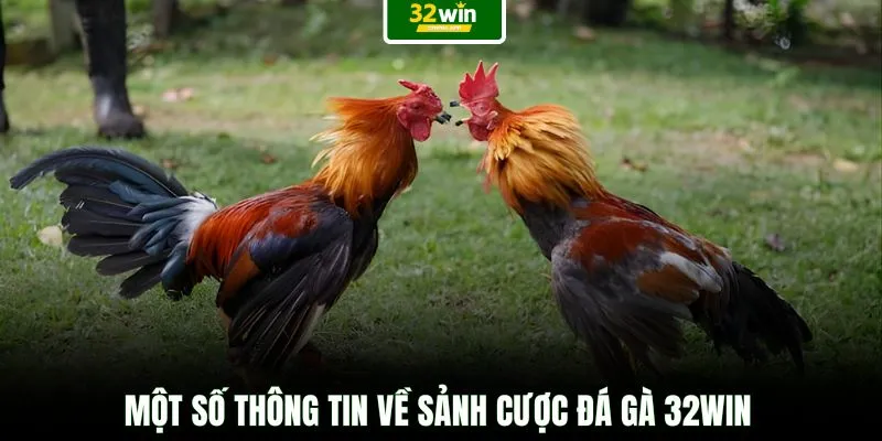 Một số thông tin về sảnh cược đá gà 32WIN
